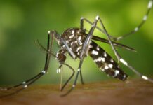 Concentran Veracruz y otros cuatro estados el 75% de los 3 mil 494 casos de dengue en el país
