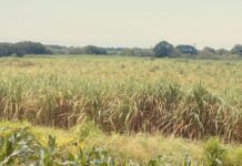Lluvias favorecen propagación de hongo en cañaverales de cinco municipios de Veracruz