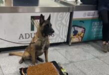 Max IV, binomio canino del AICM logra dos aseguramientos en un mismo día
