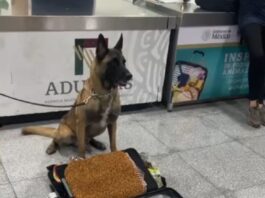 Max IV, binomio canino del AICM logra dos aseguramientos en un mismo día