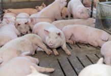 Gana Altosano Granjas Carroll Premio ROI Award 2026 en Smithfield Foods