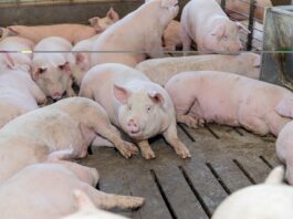 Gana Altosano Granjas Carroll Premio ROI Award 2026 en Smithfield Foods