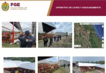 En operativo de cateo coordinado, Fiscalía de Veracruz recupera en el Estado de México 35 cabezas de ganado sustraídas en Ángel R. Cabada