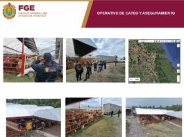 En operativo de cateo coordinado, Fiscalía de Veracruz recupera en el Estado de México 35 cabezas de ganado sustraídas en Ángel R. Cabada