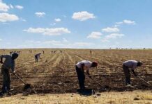 Niega SCJN amparos a empresas agrícolas; las obliga a dar casa y comida a jornaleros