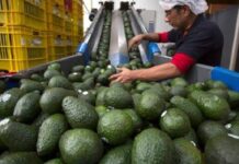 Industria del aguacate pide reactivar exportaciones a Estados Unidos tras suspensión de inspecciones
