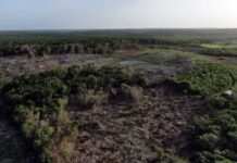 Se perdieron casi mil hectáreas de bosques y selvas en cuatro años: SNIF