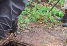 Reportan 21 personas infectadas de histoplasmosis en Chicontepec; piden atención médica urgente