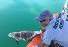 Sheinbaum defiende reducción de 86% en el área de protección de la vaquita marina